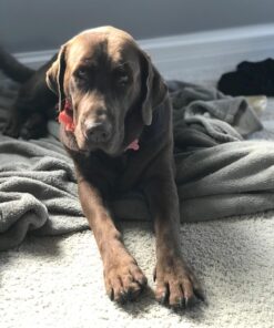 FRONTLINE Plus Flea and Tick Treatment for X-Large Dogs Up to 89 to 132 lbs., 3 Treatments 3 Count 35 71oL2JvCAJL