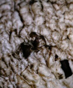 Celestron 44314 FlipView Handheld LCD Microscope (Grey) 30 71oLly4yD7L