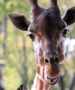 Tamron SP 150-600mm F/5-6.3 Di VC USD G2 for Canon Digital SLR Cameras Lens Only 59 71oPsgftt2L