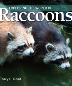 Exploring the World of Raccoons