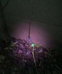 TERRO Scorpion Killer Aerosol Spray T2101 1 Pack 44 71oX2gbdF0L