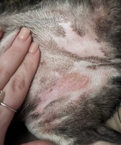 Pet MD Topical Wipes for Cleansing - with Aloe for Cats and Dogs - 50 Count 41 71oYZSxH50L