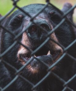 Nikon AF-S FX NIKKOR 80-400mm f.4.5-5.6G ED Vibration Reduction Zoom Lens with Auto Focus for Nikon DSLR Cameras Lens Only 40 71oYfq07vfL