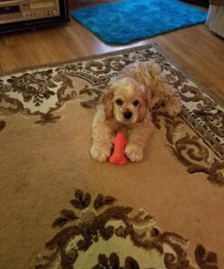 GoTags Stainless Steel Pet ID Tags, Personalized Dog Tags and Cat Tags, up to 8 Lines of Custom Text, Engraved on Both Sides, in Bone, Round, Heart, Bow Tie and More Rectangle Regular (Pack of 1) 33 71ob8rpbdML