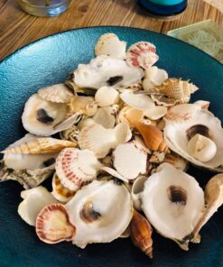 Sea Shells Mixed Beach Seashells - Various Sizes up to 2" Shells -Bag of Approx. 50 Seashells Seashells1 58 71obv5A1y7L