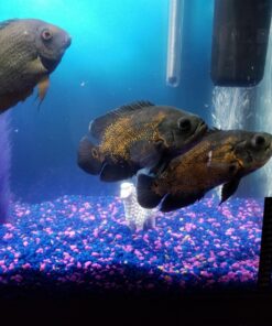 SunSun JUP-01 9W UV Sterilizer Submersible Filter Pump 87 71ocLA3cd7L