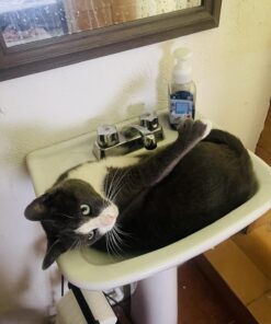 FRONTLINE Plus Flea and Tick Treatment for Cats Over 1.5 lbs., 3 Treatments 3 Doses 32 71ocLuHU0TL