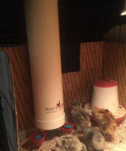 Royal Rooster 1 Gallon Automatic Twin Chicken Waterer with 2 Gravity-Feed Valve-Operated Drinking Cups - Indoor and Outdoor Coop Hanging Chicken, Duck and Poultry Water Dispensing System 27 71odDkIJiEL