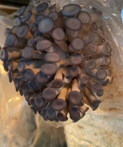 Organic Blue Oyster Mushroom Growing Kit 61 71odYNCy gL