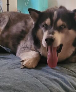 Dentalife DentaLife Made in USA Facilities Small/Medium Dog Dental Chews, Daily - (2) 47 ct. Pouches 94 Treats Total 24 71oeDU3aO7L