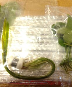 Anubias Barteri Coin Leaves Live Aquarium Plants Freshwater Rhizome 3 Days Live Guaranteed by Mainam 25 71ofsr9OgHL