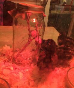 Praying Mantis adults Case with Hatching Habitat Bag - 2 Praying Mantids Egg Cases 2 Pod Habitat Bag 28 71ohiyWQqdL