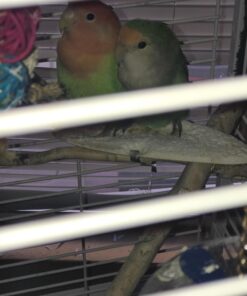 RoudyBush Daily Maintenance Bird Food, Small, 10-Pound 19 71oijoxBXYL