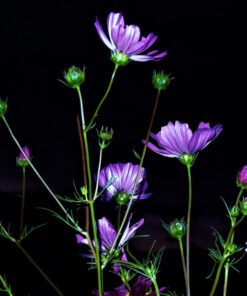 Big Pack - Cosmos USA Mix (8,000+) Flower Seeds By MySeeds.Co (Big Pack - Cosmos Mix) 51 71olzcJxD7L