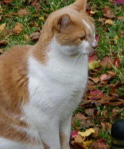 SHEBA PERFECT PORTIONS Cuts in Gravy Adult Wet Cat Food Tray, Delicate Salmon and Tender Whitefish & Tuna Entrée, Twin-Pack - 12 Count (Pack of 2) 12 Count (Pack of 2) 33 71opn7J6EmL