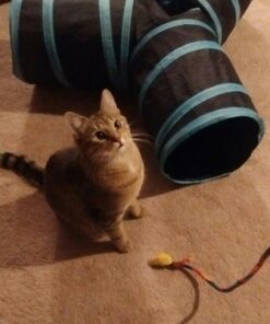 Comfort Zone Feliway Diffuser Refills for Cats and Kittens, 2 Pack 30 71oquuB04GL