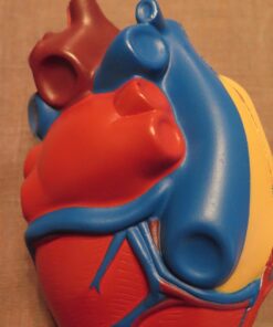 Learning Resources Cross-Section Human Heart Model, Large Foam Classroom Demonstration Model, 2Piece, Grades 2+, Ages 7+ Multi-color, 5 x 5 x 5 inches 29 71orKbsgdvL