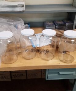 Pakkon Wide Mouth Glass Mason Jar with PlasticLid/Ferment & Store Kombucha Tea or Kefir/Use for Canning, Storing, Pickling & Preserving Dishwasher Safe, Airtight Liner Seal, 1 gallon (4 Pack) 8 71orv8vvi2L