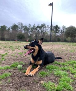 Embark Breed Identification Kit | Most Accurate Dog DNA Test | Test 350+ Dog Breeds | Breed ID Kit with Ancestry & Family Tree 62 71os PrkRCL