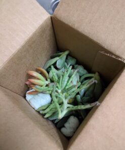 Succulent Assorted Pack- Perfect for Weddings, Party Favors, Home Gardens, and Social Events by Jiimz (15 Pack) 86 71osAnwqbGL