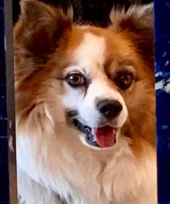 Old Mother Hubbard by Wellness Classic P-Nuttier Natural Dog Treats, Crunchy Oven-Baked Biscuits, Ideal for Training, Mini Size, 20 ounce bag Mini Biscuits Peanut Butter 1.25 Pound (Pack of 1) 45 71osm8UQ7oL