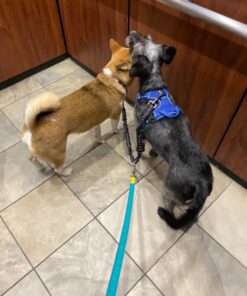 Pet Dog Double Leashes - No Tangle Dog Leash Coupler, Comfortable Shock Absorbing Reflective Bungee Lead for Nighttime Safety, Dual Dog Training Leash for Small, Medium & Large Dogs (Black) 26 71otqMAV7L