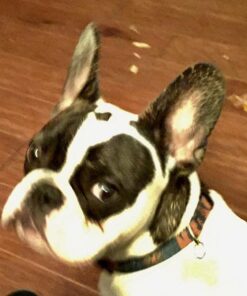 Hill's Science Diet Dry Dog Food, Puppy, Chicken Meal & Barley Recipe, 30 lb. Bag Puppy Dry 30 Pound (Pack of 1) 50 71otxrMOZtL 1