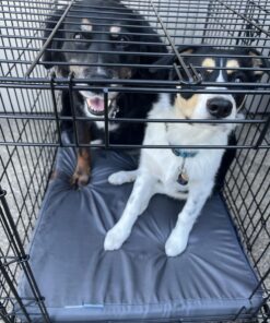 MidWest Homes for Pets Newly Enhanced  Double Door iCrate Dog Crate, Includes Leak-Proof Pan, Floor Protecting Feet, Divider Panel & New Patented Features 36 inch (Pack of 1) 32 71ouhA7xKAL 1