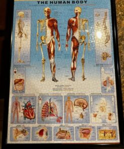 EuroGraphics Human Body Puzzle (1000-Piece) 8 71ouoOPoAvL