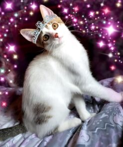 Advantage II Kitten Vet-Recommended Flea Treatment & Prevention | Cats 2-5 lbs. | 2-Month Supply 29 71ox8Ndt78L