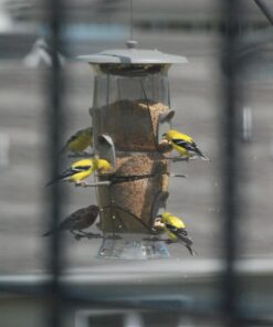 More Birds Abundance Bird Feeder, Combination Mixed Seed and Thistle, 6 Feeding Ports, 3.5 lb Seed Capacity Medium 21 71ozmOVw2aL