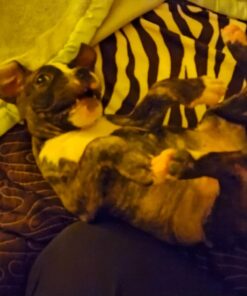 Wellness Soft Puppy Bites Natural Grain-Free Treats for Training, Dog Treats with Real Meat and DHA, No Artificial Flavors (Lamb & Salmon, 3-Ounce Bag) Soft Treats Lamb & Salmon 3 oz 32 71p HI8WIUL