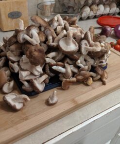 100 Shiitake 100 Mushroom Plug Spawn Edible Mycelium Plugs 43 71p1e5toKSL