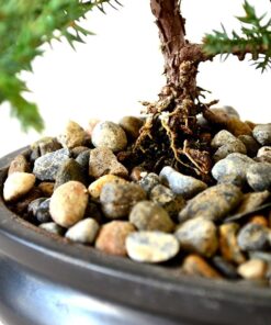 9Greenbox Best Gift Bonsai Juniper Tree, 4 Pound Style 2 19 71p1rqxwWeL
