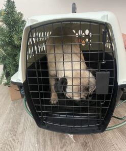 Petmate Pet Porter Fashion Dog Kennel 24", Pale Aqua & Black, for Pets 15-20lbs 24.1"L x 16.7"W x 14.5"H Pale Blue 47 71p2cnh0UhL