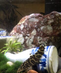 API General Cure Freshwater and Saltwater Fish Powder Medication 10-Count Box 1 16 71p2h6slSJL