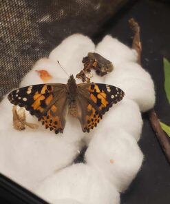 10 Live Caterpillars Shipped Now: Butterfly Kit Refill 42 71p7MKDLsUL