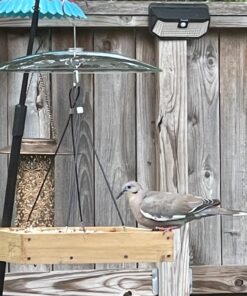 Lyric Fruit and Nut Wild Bird Seed - High Energy Wild Bird Food Mix - Attracts Woodpeckers, Chickadees & Other Songbirds - 5 lb bag 5.00 Pound (Pack of 1) 36 71p7UPgSw9L 1