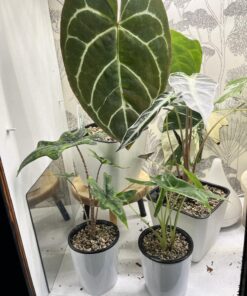 SUPERthrive The Original Vitamin Solution - Liquid Concentrate, May Add to Any Fertilizing Program, 4 fl. oz. 4 Ounces 36 71p9skKH6gL