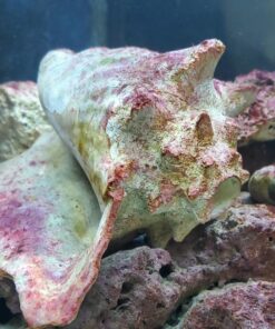 Aquatic Experts Aquarium Filter Floss for Fish Tank Filters - FilterFirst Aquarium Filter Pad - Aquarium Filter Media Roll for Crystal Clear Water, (12 Inch Wide, 72 Inch Long) 12 Inch Wide 35 71pB23OWmHL