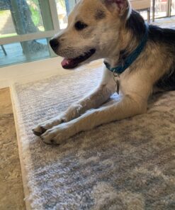 Dna My Dog Essential Test –Breed ID Test Mixed Breed Identification, Personality Traits, for Puppies to Adult Dogs, Non-Invasive Cheek Swab 36 71pB7nxrUcL