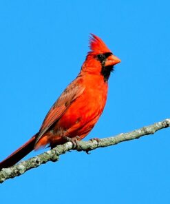 Mastering the Nikon D850 (The Mastering Camera Guide Series) 11 71pCHb6LrKL