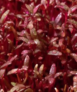25,000+ Microgreens Seeds- Red Amaranth 18 71pI8ILH3bL