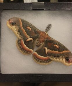 SE Glass Top Display Box - JT925 6-¼” x 5-¼” x ¾" 29 71pLDN8EHSL