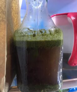 Kiva Organic Moringa Leaf Powder - Non-GMO and RAW - (1 Pound) 31 71pLM0xFAWL