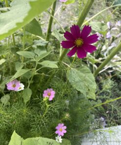 Bee Friendly Wildflower Seed Mix - Bulk 1 Ounce Packet - Over 7,500 Open Pollinated Seeds - Save The Bees! 1 Ounce Pouch 43 71pN38gn1dL