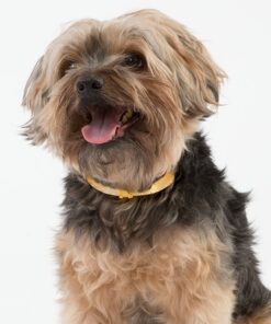 Natural Care Repellent Flea & Tick Collar for Dogs & Puppies, 4 Month Protection, White 17 71pP1xtw6nL