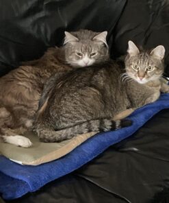 K&H Pet Products Heated Thermo-Kitty Mat, Indoor Heated Cat Bed, Pet Heat Pad for Indoor Cats and Small Dogs, Cat Heating Pad, Electric Thermal Warming Cat Bed Mat, Sage/Tan 12.5 X 25 Inches Pet Bed 34 71pQYTzY2SL