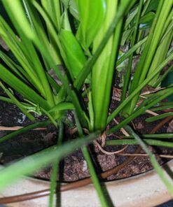 Blumat Classic Plant Watering Stakes | for Everyday Home or Vacation Use | Indoor or Outdoor Water Spikes for Plants | Automatic Drip Irrigation (6 Pack) 6 Pack 52 71pSoKyWbeL