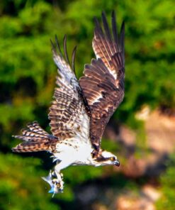 Tamron SP 150-600mm F/5-6.3 Di VC USD G2 for Nikon Digital SLR Cameras 70 71pUAcPQYeL